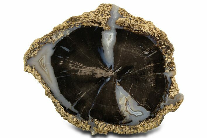 Petrified Wood (Schinoxylon) Round - Blue Forest, Wyoming #336247